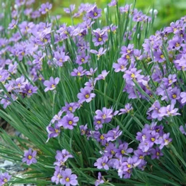 SYSIRINCHIUM ANGUSTIFOLIUM - VivaiVanetti