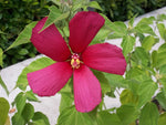 HIBISCUS MOSCHEUTOS - VivaiVanetti