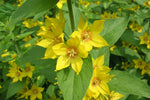 LYSIMACHIA PUNCTATA - VivaiVanetti