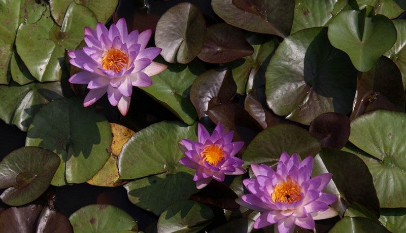 Siam Purple II - VivaiVanetti