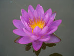Siam Purple - VivaiVanetti