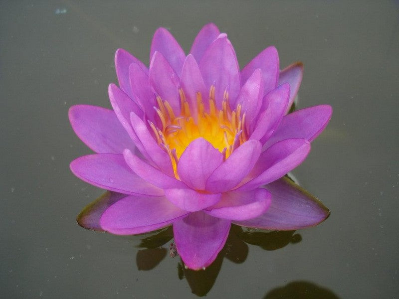 Siam Purple - VivaiVanetti