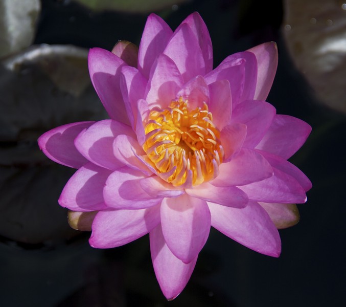 Siam Purple - VivaiVanetti