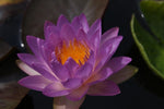 Siam Purple II - VivaiVanetti