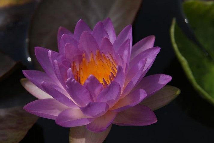 Siam Purple II - VivaiVanetti